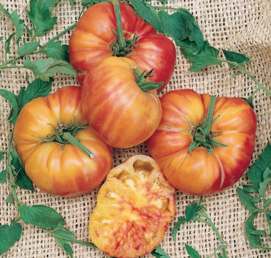 Big Rainbow Tomato Seeds