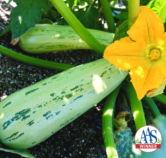 Bossa Nova Hybrid Summer Squash Seeds