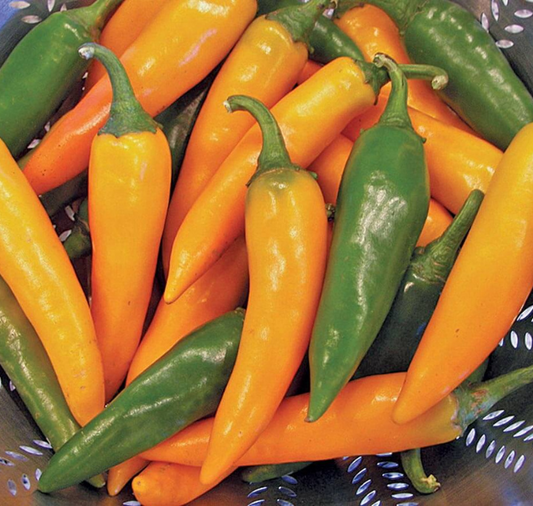 Bulgarian Carrot Chile Pepper Seeds