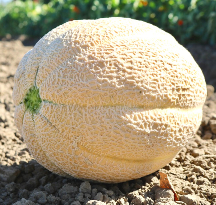 Burpee Hybrid Cantaloupe Seeds