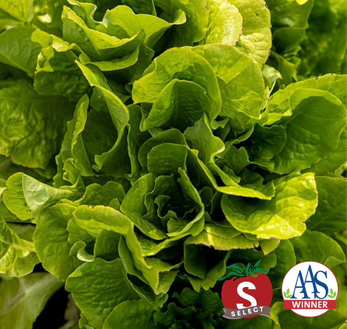 Buttercrunch Lettuce Seeds