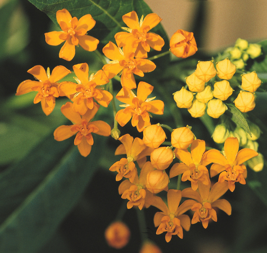 Silky Formula Mix Asclepias Seeds