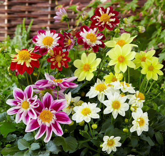 Harlequin Mix Dahlia Seeds