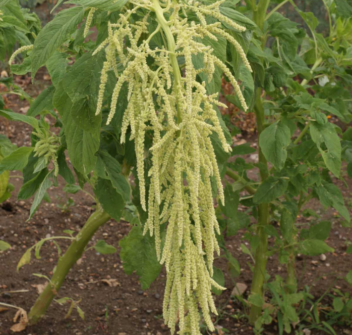 Green Tails Amaranth Seeds