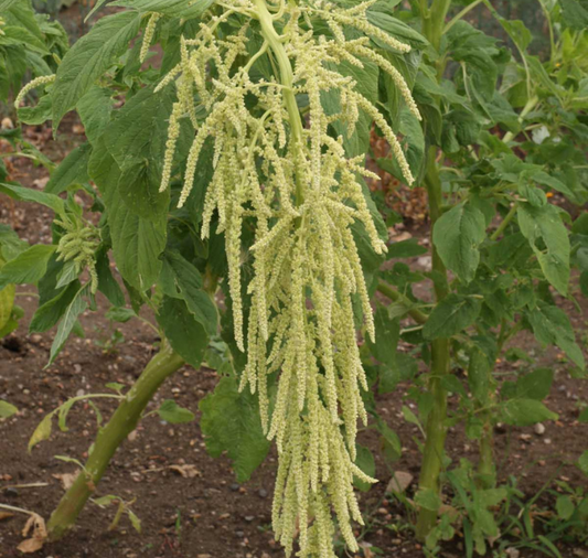 Bulk: Green Tails Amaranth Seeds