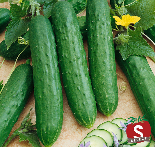 Saladmore Bush Hybrid Cucumber Seeds