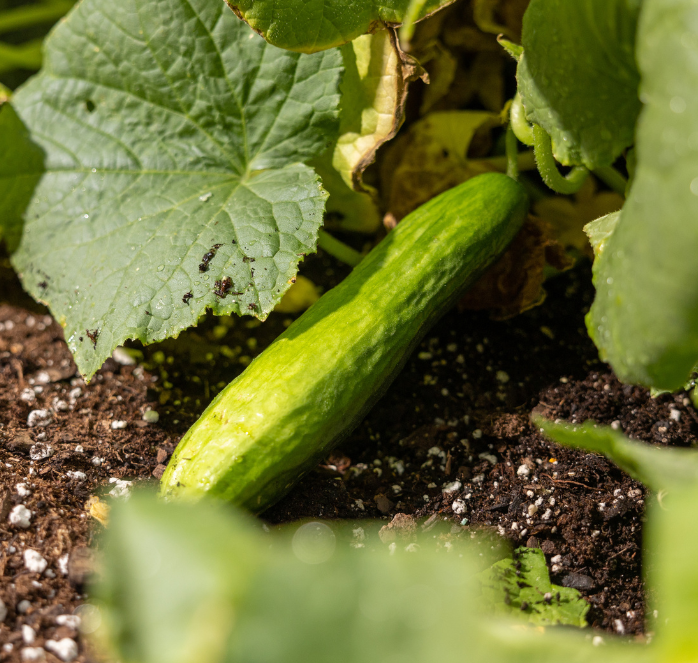 Beit Alpha Cucumber Seeds