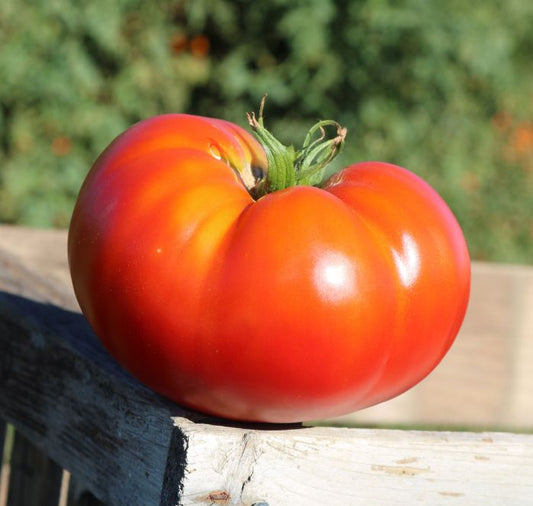 Better Boy Plus Hybrid Tomato Seeds