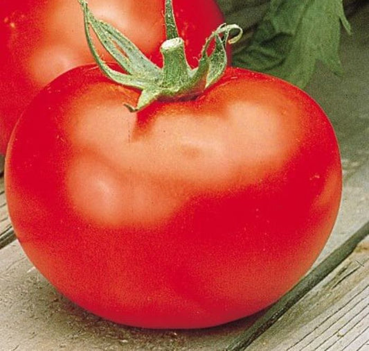 Better Boy Hybrid Tomato Seeds