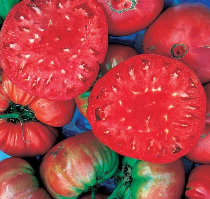 Giant Belgium Tomato Seeds