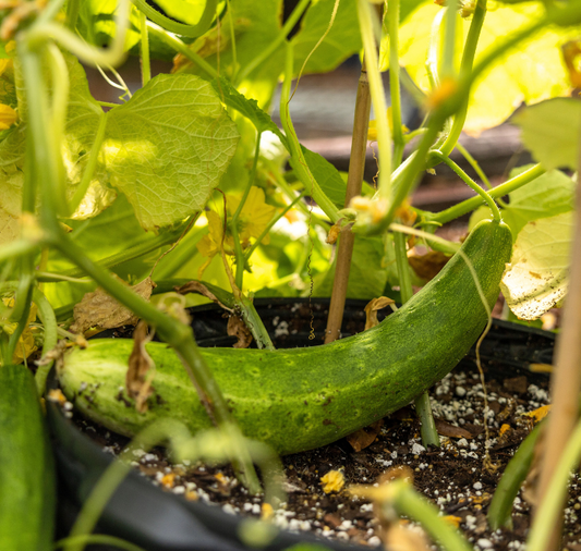 Burpless Tasty Green No. 26 Hybrid Cucumber Seeds