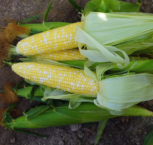 Delectable RM Corn Seeds