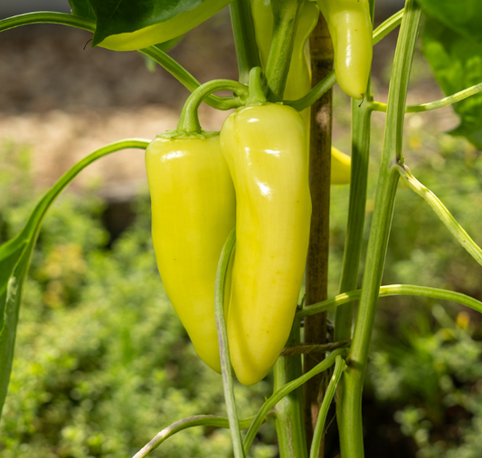 Pageant Sweet Banana Hybrid Pepper Seeds