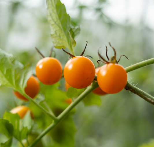 Sun Gold Hybrid Tomato Seeds