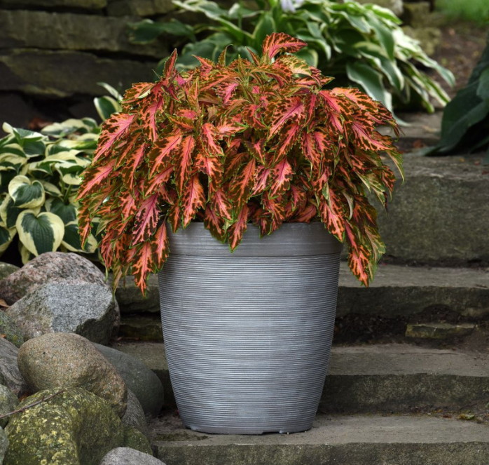 Premium Sun Coral Candy Coleus Seeds