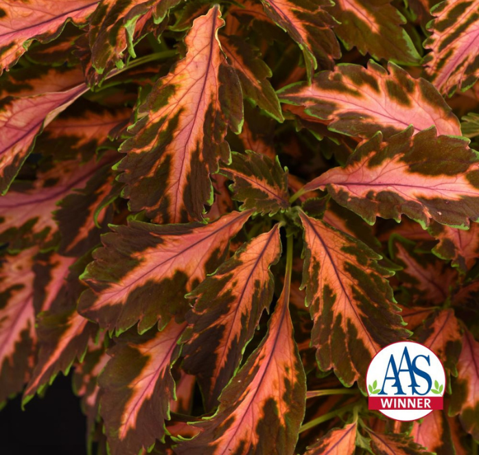 Premium Sun Coral Candy Coleus Seeds