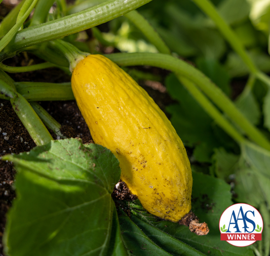 Early Prolific Straightneck Summer Squash Seeds