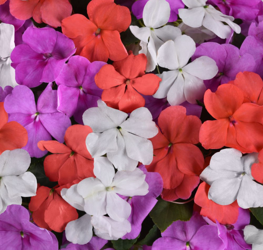 Beacon Pearl Island Mix Impatiens Seeds