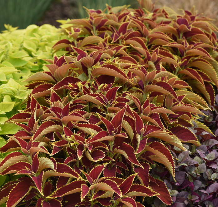 Premium Sun Ruby Hearts Coleus Seeds