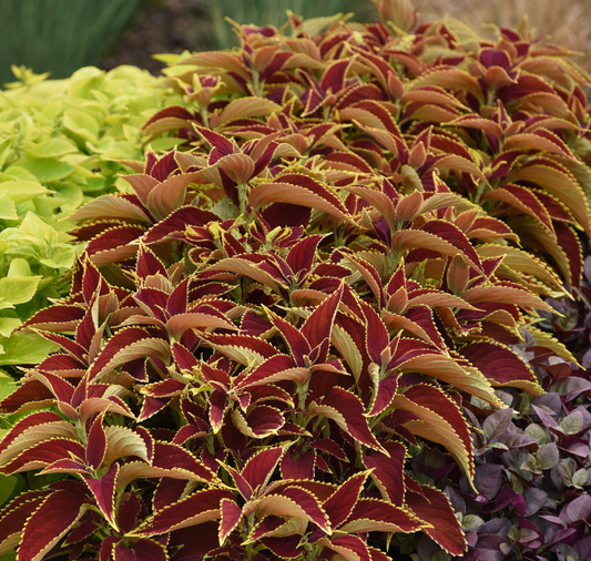 Premium Sun Ruby Hearts Coleus Seeds