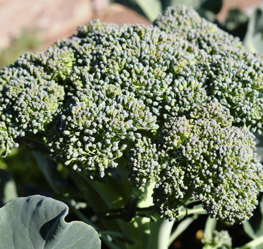 Castle Dome Hybrid Broccoli Seeds