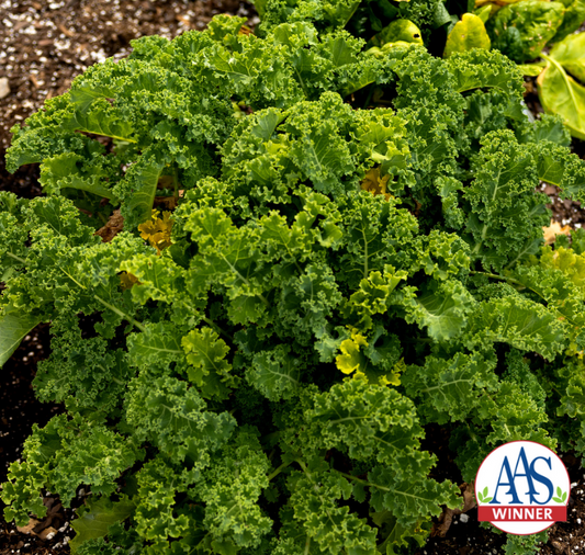 Prizm Hybrid Kale Seeds