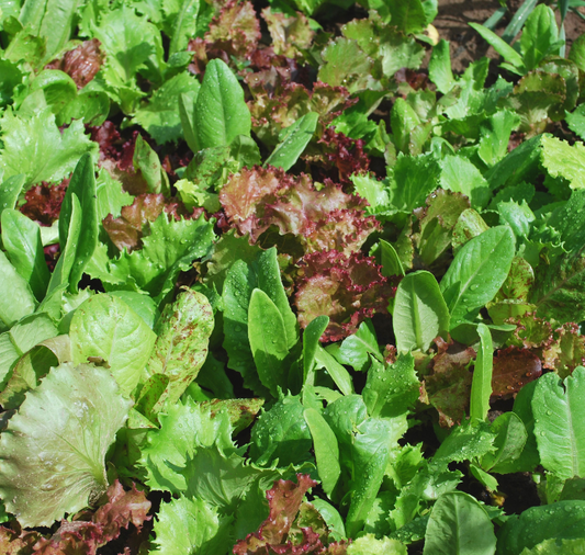 Heirloom Cutting Mixture Lettuce Seeds