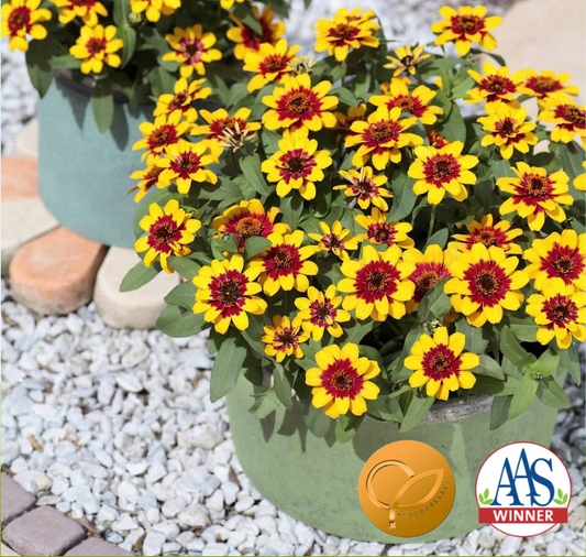 Profusion Red Yellow Bicolor Hybrid Zinnia Seeds