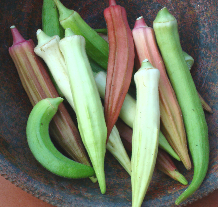 Rainbow Fiesta Blend Okra Seeds