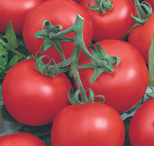 Early Doll Hybrid Tomato Seeds