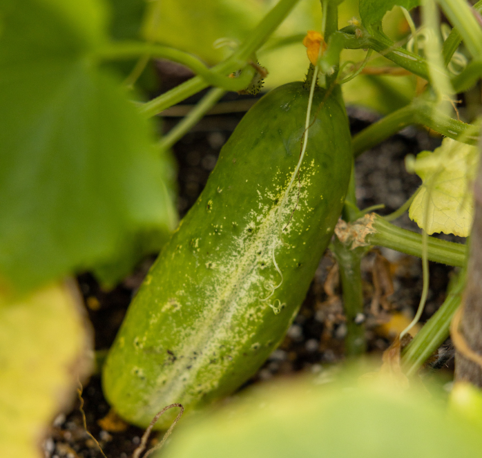 National Pickling Cucumber Seeds