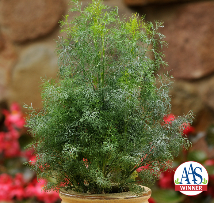 Fernleaf Dill Seeds