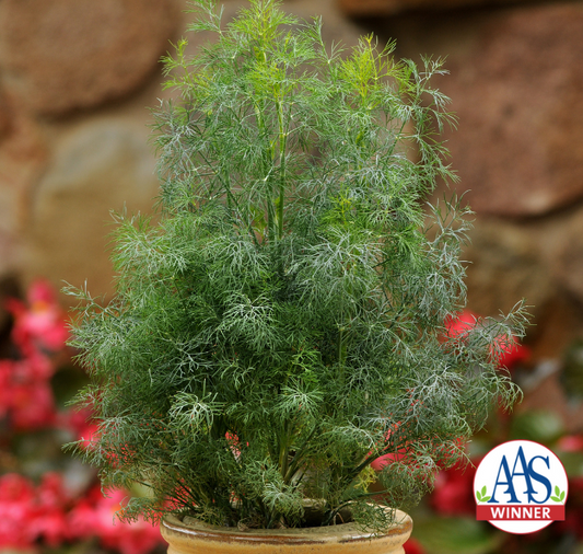 Fernleaf Dill Seeds