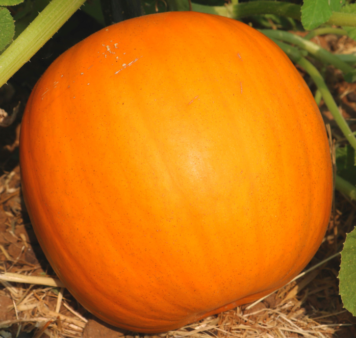 Orange Smoothie Hybrid Pumpkin Seeds