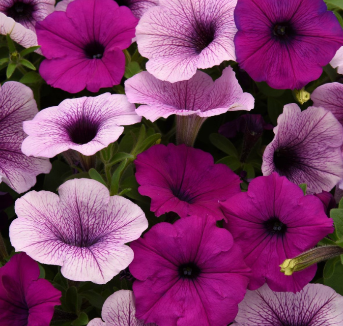 Easy Wave Plum Pudding Mix Hybrid Petunia Seeds