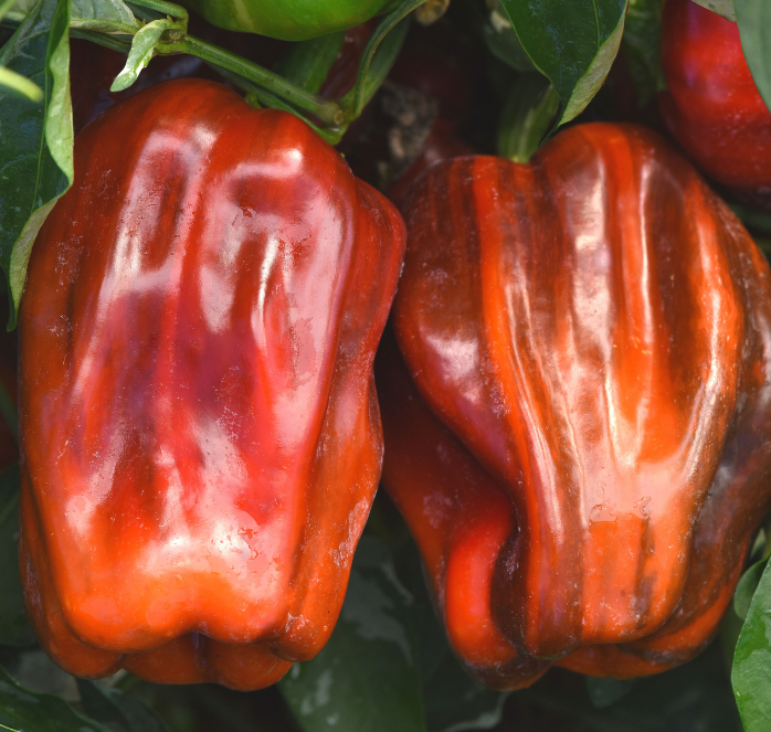 Candy Cane Chocolate Cherry Hybrid Pepper Seeds