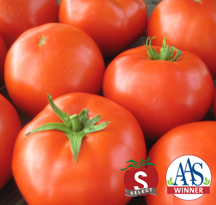 Mountain Merit Hybrid Tomato Seeds