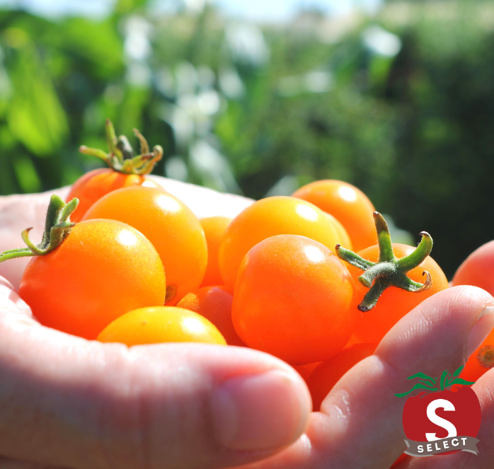 Sun Sugar Hybrid Tomato Seeds