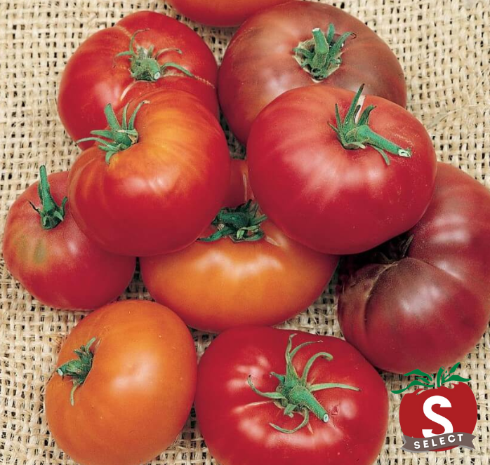 Red Brandywine Tomato Seeds