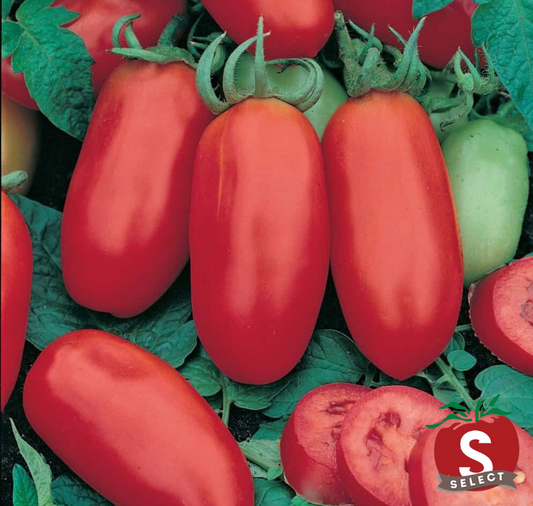 San Marzano Tomato Seeds