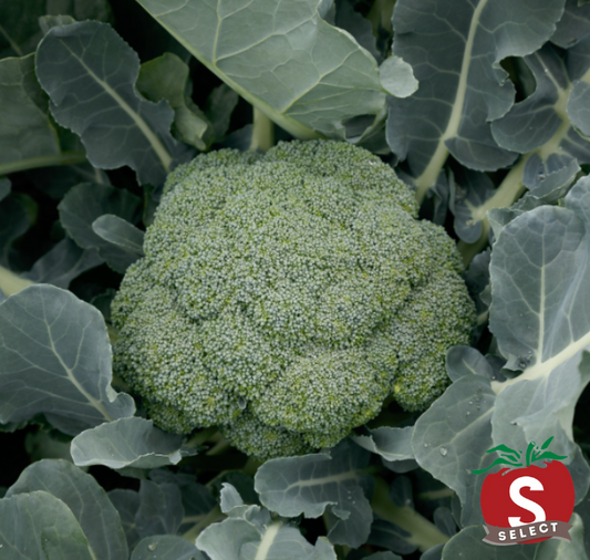 Green Magic Hybrid Broccoli Seeds