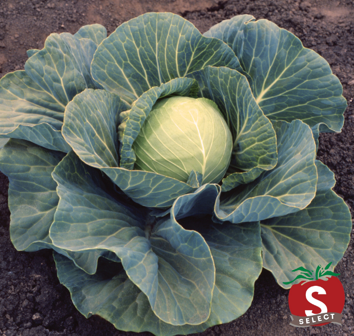 Stonehead Hybrid Cabbage Seeds