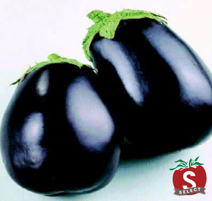 Black Beauty Eggplant Seeds