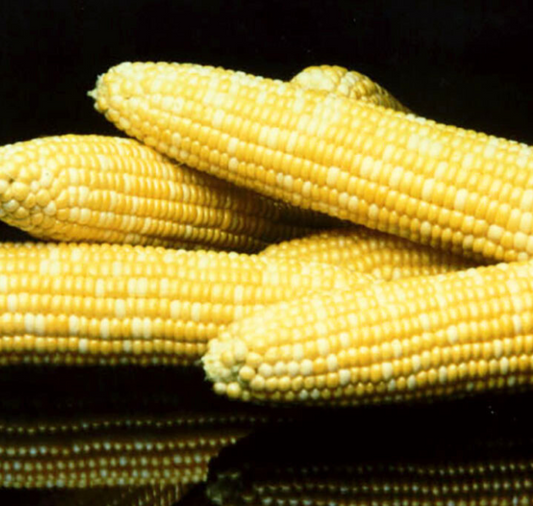 Honey 'N Pearl™ Corn Seeds