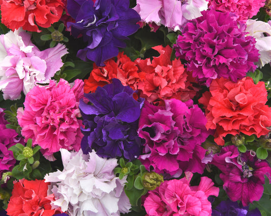 Double Cascade Grandiflora Hybrid Mix Petunia