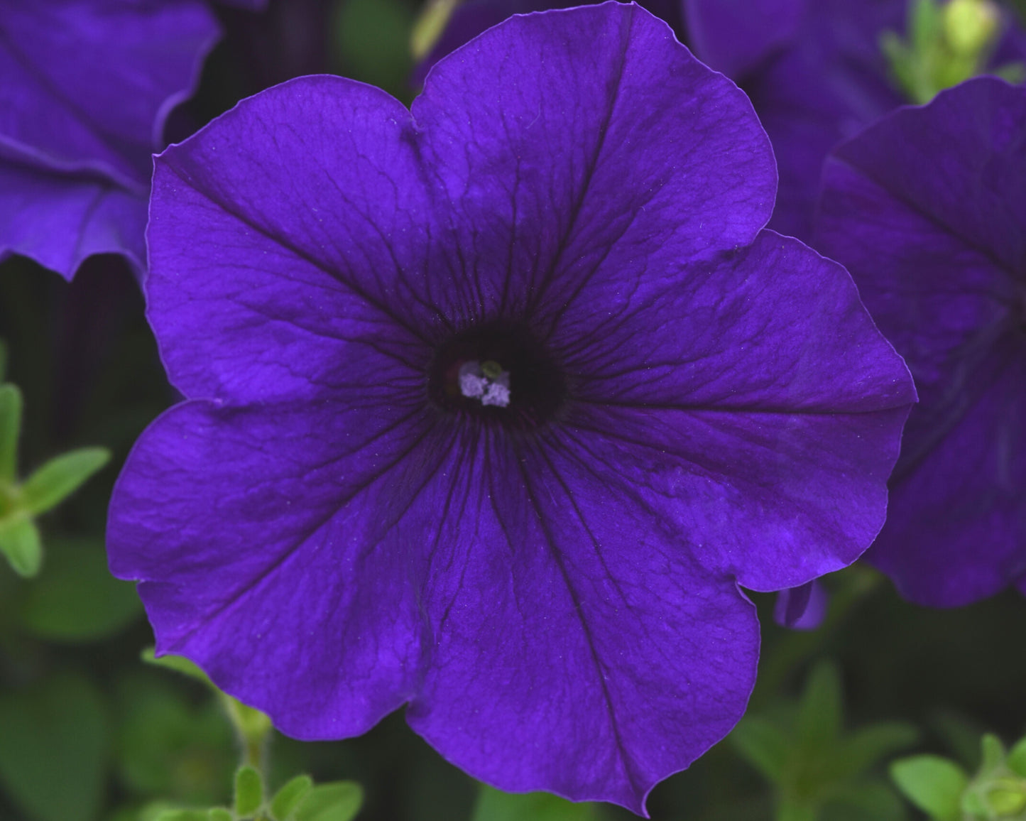 E3 Easy Wave Blue Hybrid Spreading Petunia