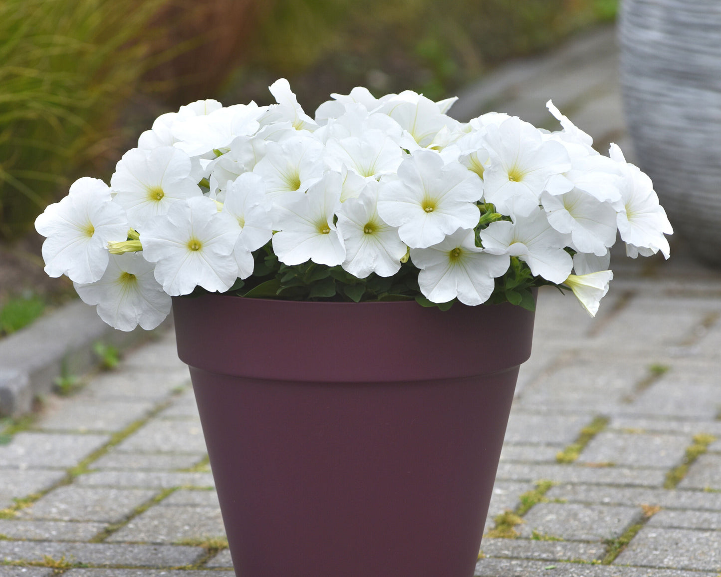 E3 Easy Wave White Hybrid Spreading Petunia