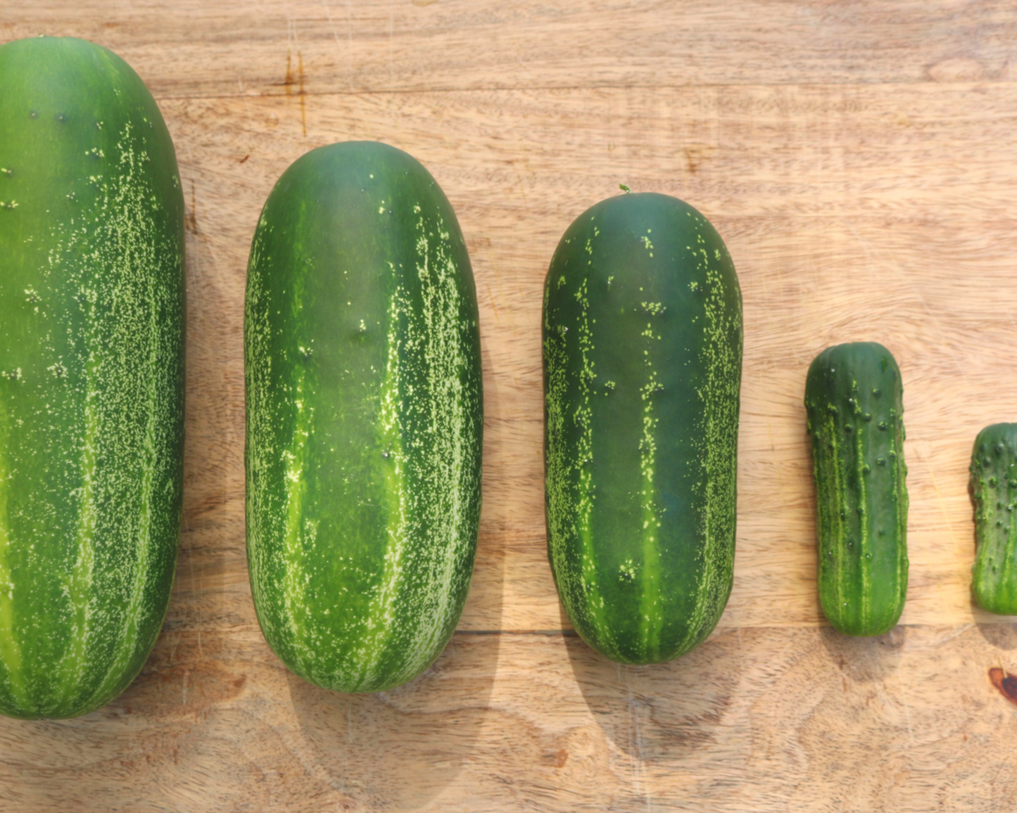 Eureka Hybrid Cucumber Seeds