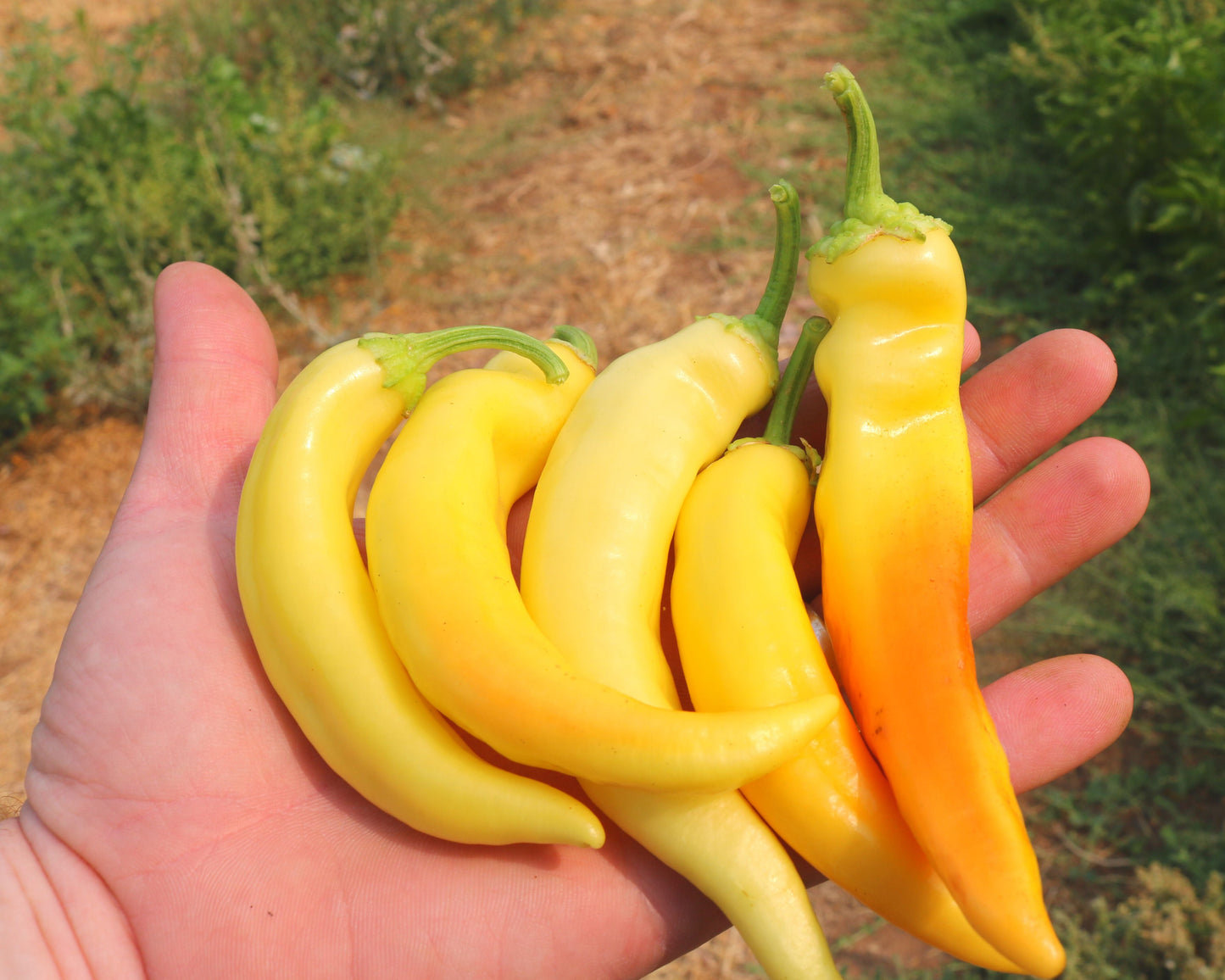 Sweet Sunset Hybrid Pepper Seeds