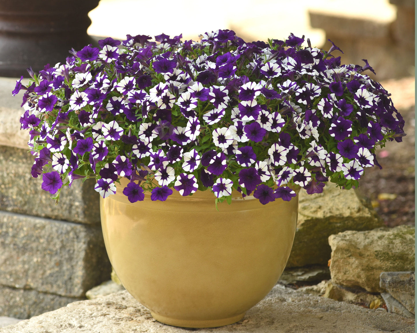 Shock Wave® Purple Tie Dye Spreading Petunia Seeds